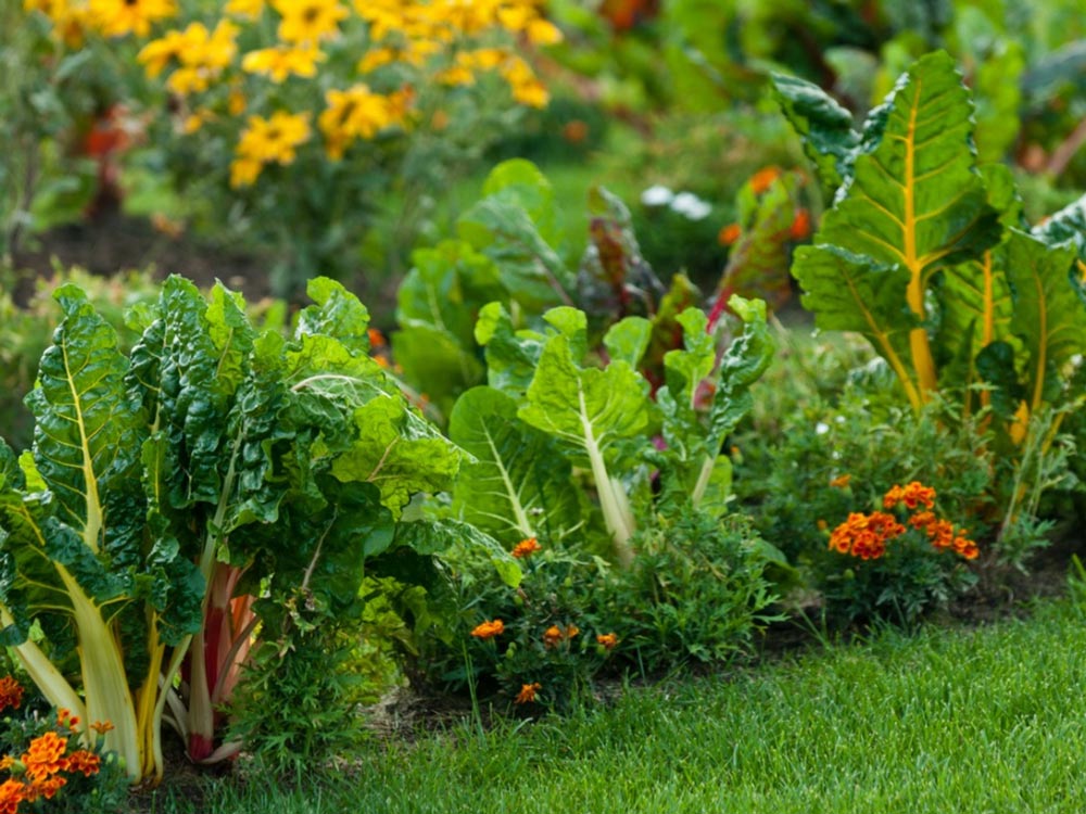 Edible Landscapes in Florida